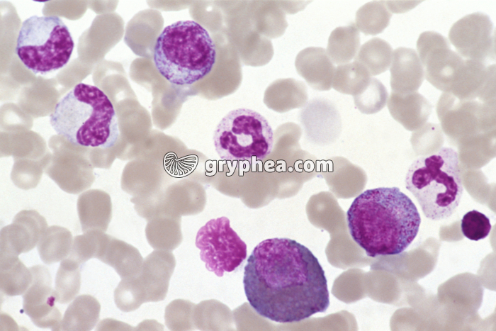 Moelle osseuse x200 - gryphea.com